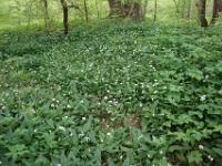 Blütenbedeckter Waldboden